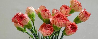 康乃馨能不能做干花,康乃馨是可以做成干花的