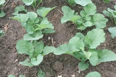 北方种油菜最晚几月，最晚也要在4月份全部种植完成