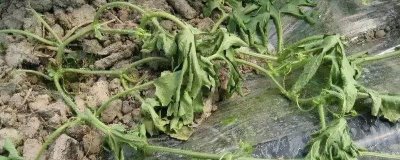 发生土传病害的原因，多年连作、大量使用化肥和农药均会引发病害