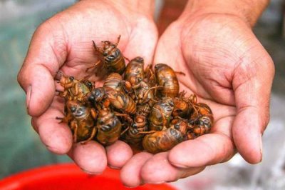 金蝉的养殖周期,一般为2-3年左右