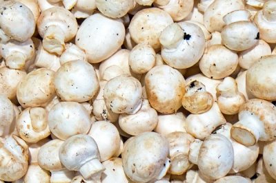 浙贝母是什么植物,是多年生草本植物