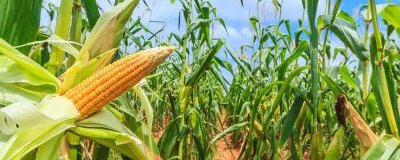 吉农大300玉米种子特征特性,中抗茎腐病