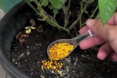 施复合肥有哪些注意事项,高浓度复合肥主要用在经济作物上