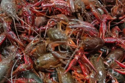 遂宁小龙虾的产地,主要产于四川省遂宁市