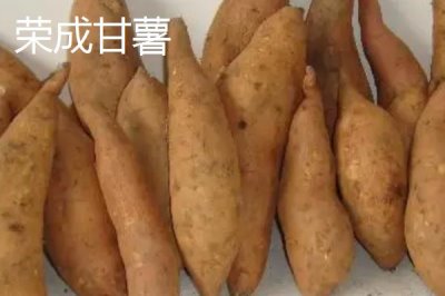 山东荣成的特产，荣成海参堪称参中之王
