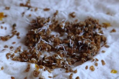 番茄育苗技术,直接影响品质及产量