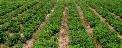 花生亩产量一般能达到多少,产量因品种、土壤等而异