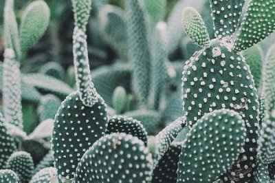 仙人掌有什么花语,坚强、温暖、刚毅的爱情均是它的花语