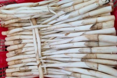 种植野菜的利润，因品种、产量等条件而异