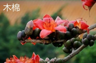 美丽异木棉和木棉的区别，科属、形态和习性均不同