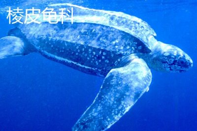 龟的种类,共有这12科