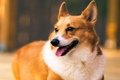 狗狗糖尿病的控制方法,需定期血量血糖并注射胰岛素等