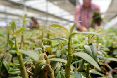 石斛的繁殖方法,这5种方式任选