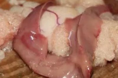 黄辣丁体内有没有寄生虫，肠道中可能存在绦虫、血吸虫等寄生虫