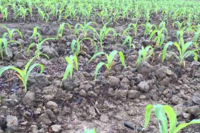 夏玉米黄苗的主要原因，缺锌、钾、氮、铁、铜、镁等均可能导致