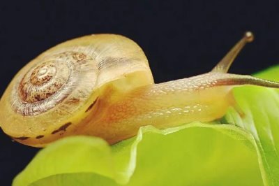 蜗牛的天敌,鸡、鸭、鸽子、老鼠等动物都是其天敌