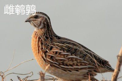 鹌鹑与芦丁鸡的区别,科属、体型、颜色和习性均不同