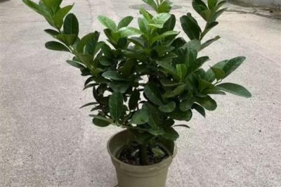 柠檬树叶子打卷的原因，可能是土壤不适或浇水不足所致