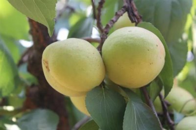 香白杏的价格,一斤需要1.5-5元左右