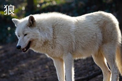 狼是不是哺乳动物,属于哺乳动物