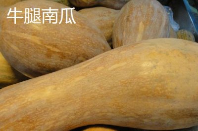 我国有哪些本土南瓜品种,蜜本南瓜可抗病毒病