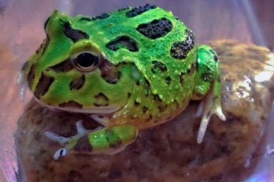 角蛙可以长多大，饲喂时候需注意会咬人
