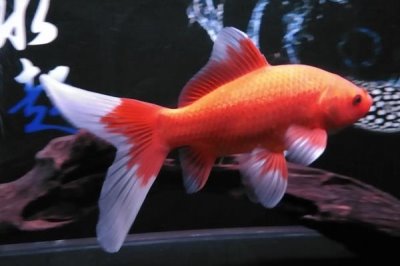 新手养金鱼选择什么品种,养鱼知识介绍