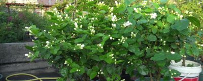 夏天茉莉花怎么养,一定要结合具体情况决定浇水量