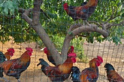 散养土鸡成本,饲养一只土鸡纯利在10元-20元