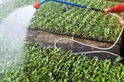 甘蓝的种植方法,夏播甘蓝可选在7月下旬左右