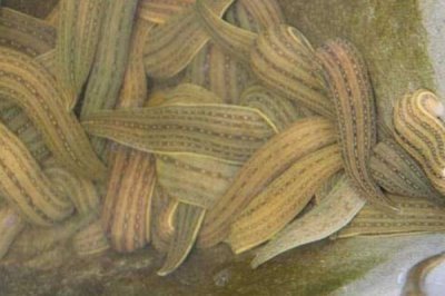 水蛭的产地在哪，主要产自山东的微山湖