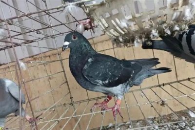 鸽子晚上为什么一直呜呜叫,主要是发情、没有安全感等因素所致