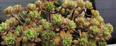 马库斯多肉的养殖方法,每个月浇水3-4次