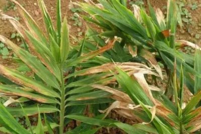 生姜的常见病害与防治方法,常见的有软腐病、腐烂病等