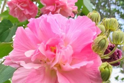 芙蓉花有害吗,是一种无毒的植物