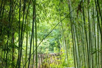 农村常见的树木,常见的有松树、杉树、樟树等