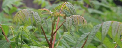 香椿适合在哪里种植,适合在平均气温8-10℃的地区种植