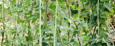 豇豆的亩产量,亩产通常为1700-3000公斤左右