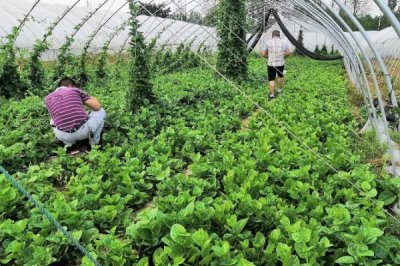 蔬菜的种植成本和利润,一亩蔬菜大棚所需成本为7000元左右