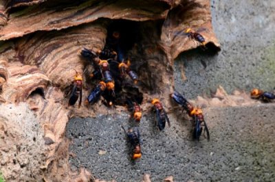 黑腹虎头蜂的天敌,黄尾巢螟、大型胡峰和人类都是