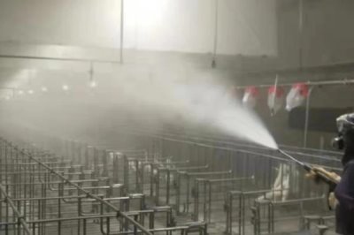 猪舍消毒后多久可以进猪，进场时间要以使用的消毒剂为参照