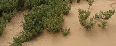 沙漠种树的注意事项,要选择合适的树种