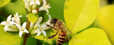 广东适合养什么中蜂,根据需求选择品种