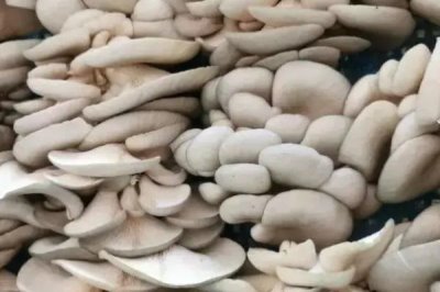 大棚蘑菇的利润有多少,取决于实际产量