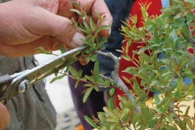 石榴为什么要整形修剪,是为了让石榴花多、果多、造形美