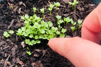 甘蓝的种植方法,夏播甘蓝可选在7月下旬左右