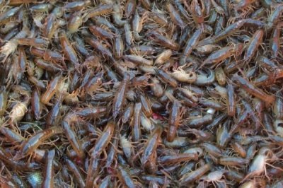 一亩小龙虾的利润,通常为2000-3000元左右