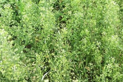 种荠菜用什么土比较好,富含有机质且透气性好的土壤为佳