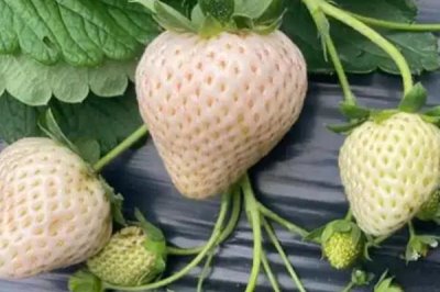 哪些作物的种植前景比较好,当前可以考虑蓝宝石葡萄、白草莓、秋葵等果蔬