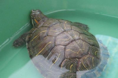 乌龟的正确饲养方法,首先要挑选健康的乌龟